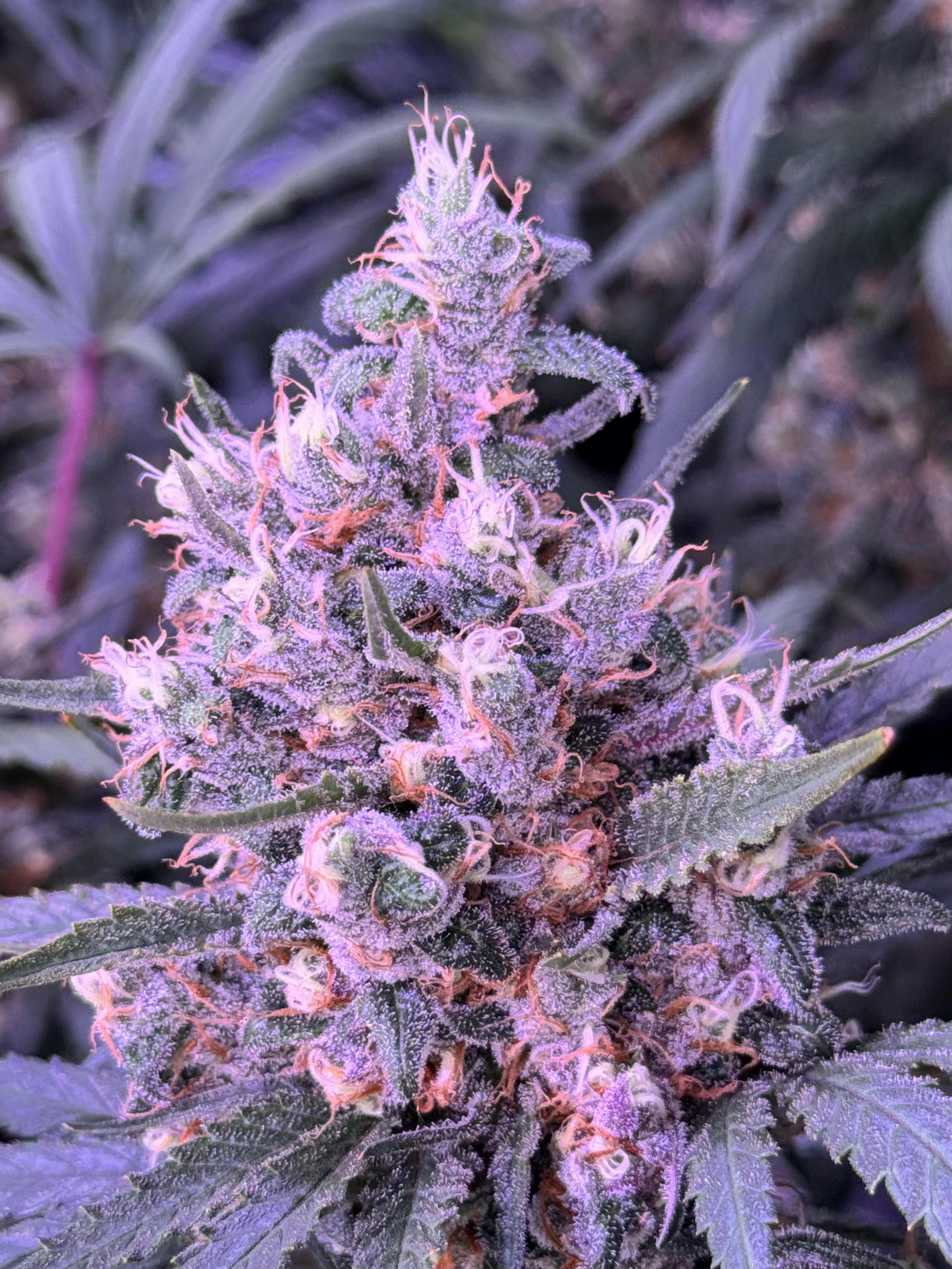 Blue Dream (Original Cut) 3.5g Jar
