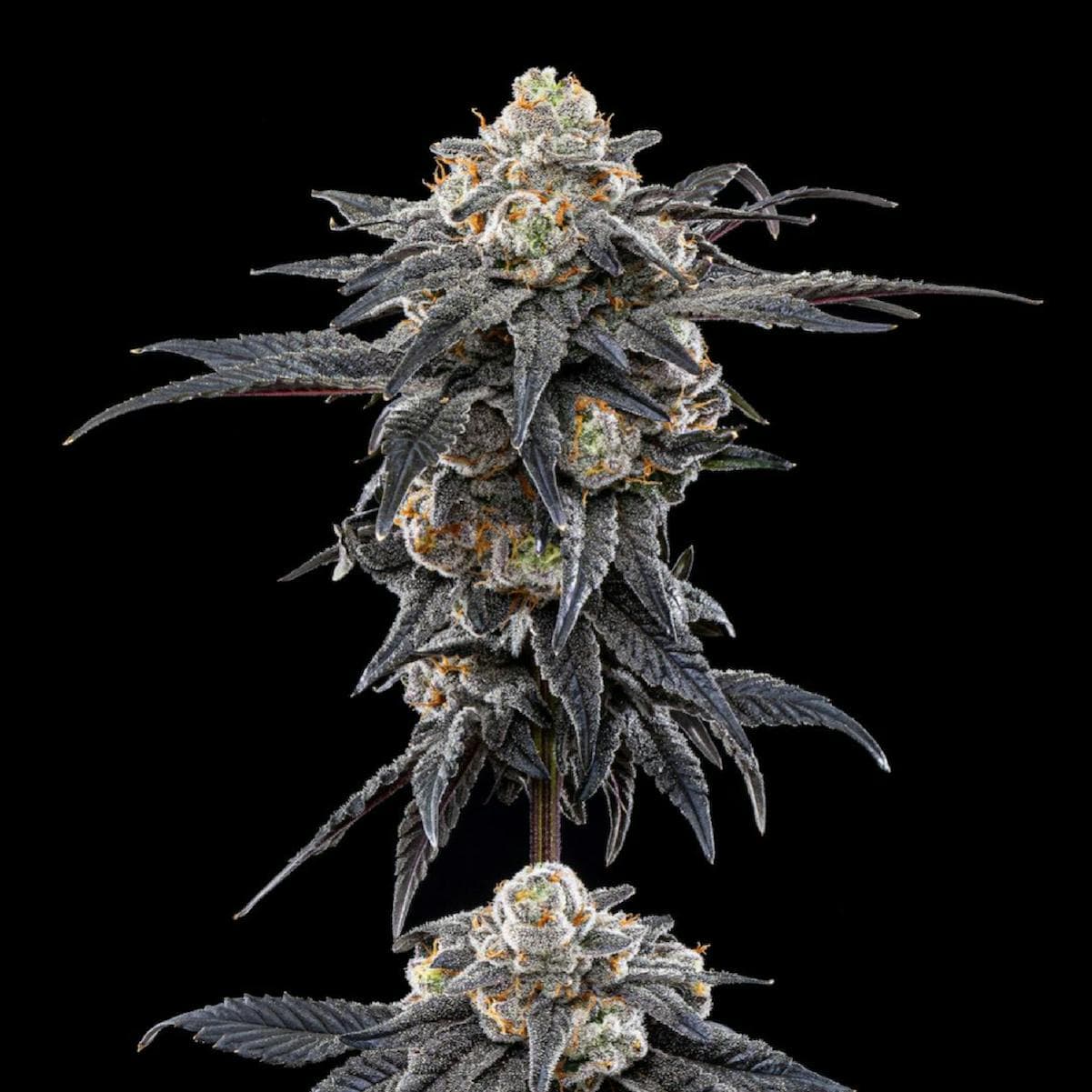 Glacee Blanchee | Big Buds | 3.5g