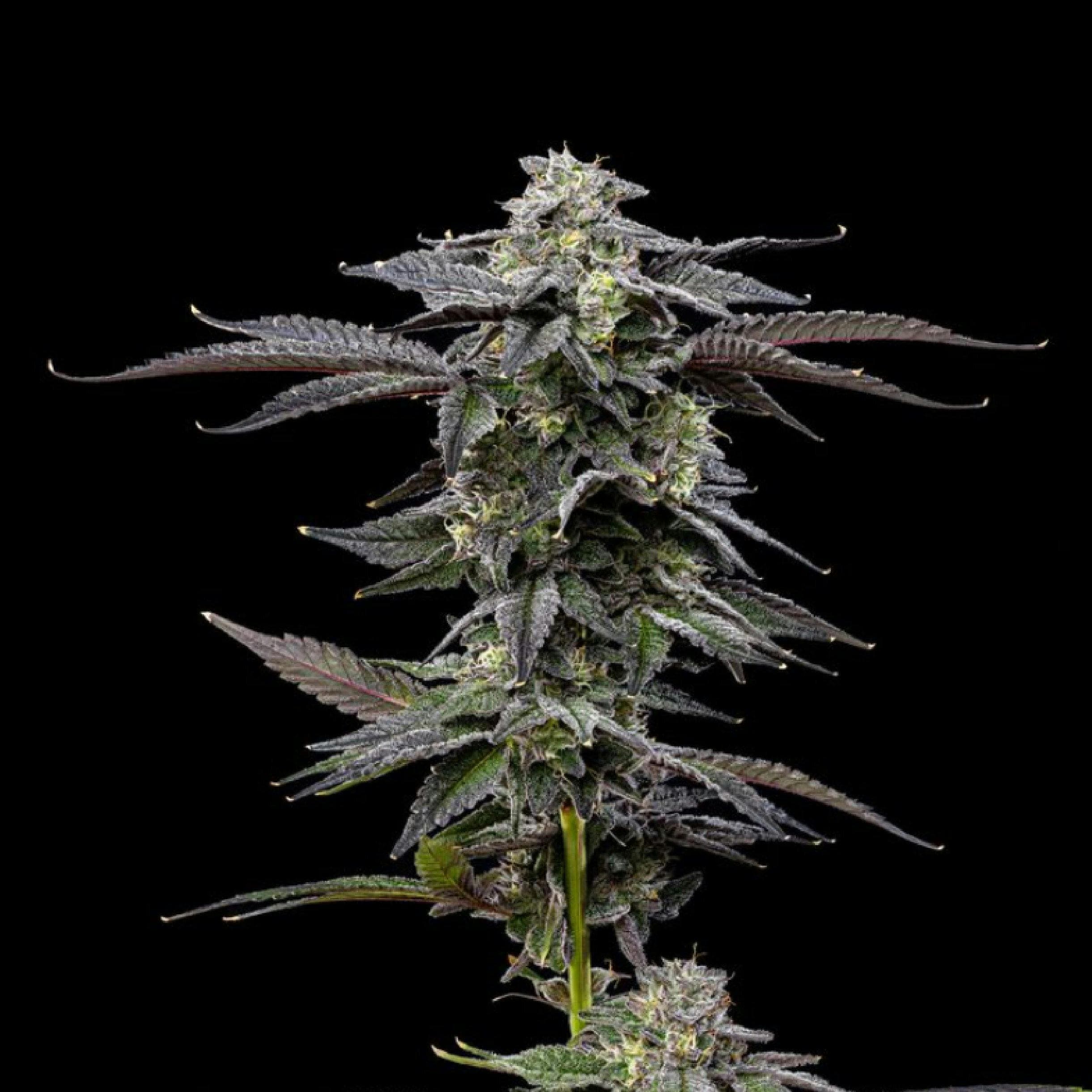 Zero Gravity | Big Buds | 3.5g