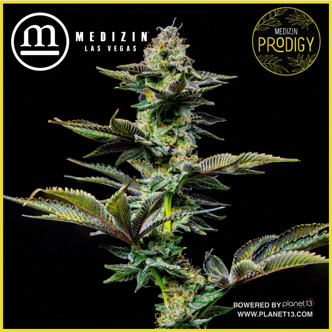 Medizin Prodigy 3.5g Prepack