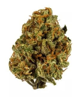 STIIIZY | Runtz 3.5g