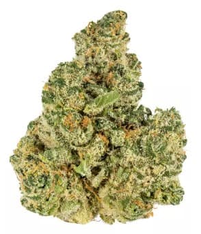 Hippies | Garlic Cream 3.5g