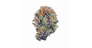 State Flower | Canal Street Runtz 3.5g