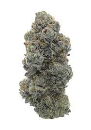 CSF Trich Beast