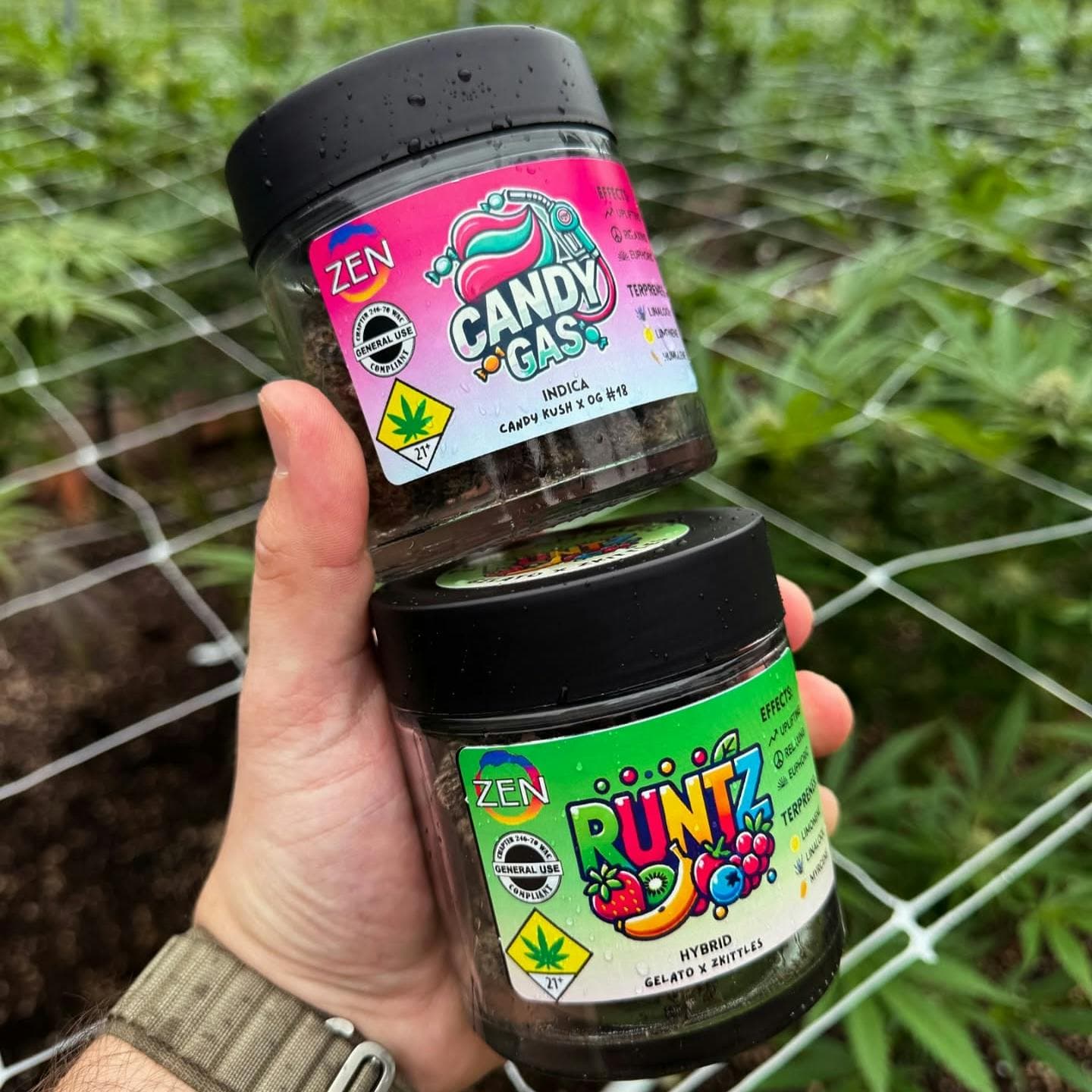 GG4
