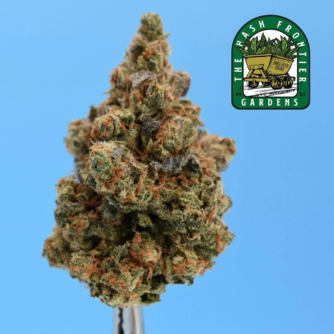 Gumi #11 (SH) Deli Flower (Jelly Zonuts x Zoda) - The Hash Frontier (In-House Living Soil)